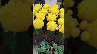 Новое поступление. Тиландсия Краснодар ул 40-летия Победы 129/2