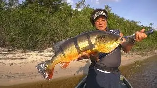 #357 【Part1】黒き大河に潜む極彩色の大魚～アマゾンのピーコックバス～