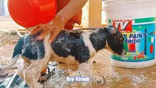 Bathe the baby dog | dog videos 2021