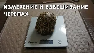 Измерение и взвешивание черепахи