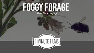 Foggy Forage Bees on Comfrey ~ 1 Minute Films