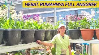 LEBIH MUDAH MERAWAT ANGGREK DENGAN CARA FULL SUN & FULL RAIN