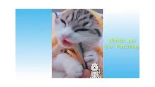 Who is the Cutest? Dog or Cat?