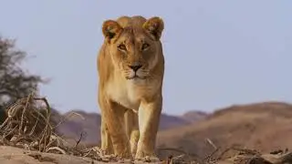 Planet Earth 2 [2016] - African Lions Screen Time