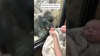 Gorilla vs a new born baby ❤️ | credits: iamrecognizedb #shorts