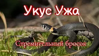 Укус Ужа /Укусил Уж/Бросок Змеи