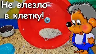 Купил Ёженьке беговое колесо, которое не влезло в клетку