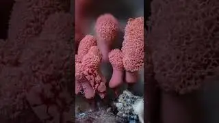 carnival candy slime mold and it's spores 🍄💕 