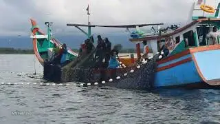 Penangkapan ikan teri terbanyak di laut aceh