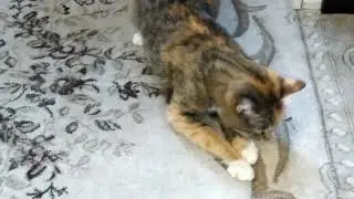 Кошка и огонёк . Позитивное и очень смешное видео 😀