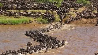 WILDLIFE // Millions of Wildebeests crossing Mara river // Mamilioni ya nyumbu wavuka mto mara