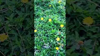 Beautiful nature view magic 