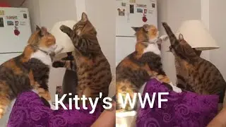 CALICO vs TABBY || Which Team Are You?