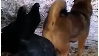 Курица v/s собака