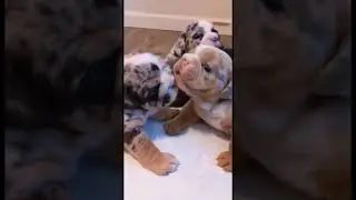 Trop d’amour entre ces deux chiots 