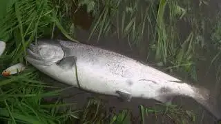 Ловля чавычи на приманки от Русской блесны. Часть 2.