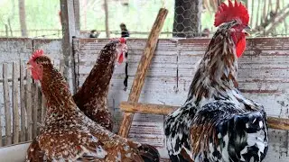 The most popular chicken breed in each country