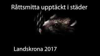 Stora råttor nära McDonalds i Landskrona.