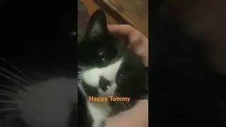 Happy Tommy