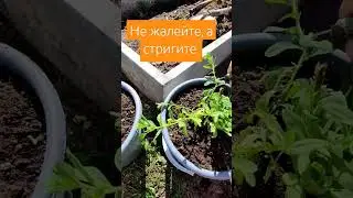 Как правильно сформировать цветы в кашпо. 