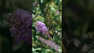 Hummingbird Bee Moth 