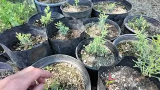 Мои прививки и укоренение черенки кипариса Аризонского, сорт Aurea
