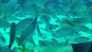 Dancing Fish at Comino Caves, Malta