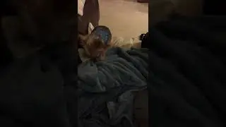 Teddy making bed