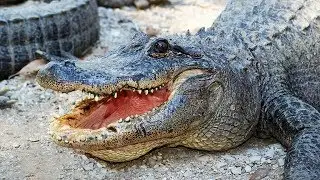 Feeding and Holding Alligators (Arkansas Alligator Farm) Hot Springs, Arkansas