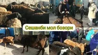 сешанби мол бозори дехконобод мол бозор нархлари