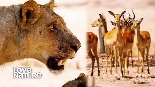 Bold Young Lioness Finally Ready to Take Down Her First Kill