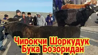 Чирокчи Шоркудук Пайшанба Мол Бозори