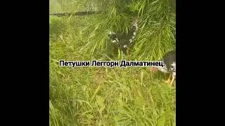 26 июля 2023 г.