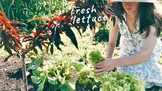 How to Grow Lettuce for Beginners! GROW GUIDE (Start to Finish)