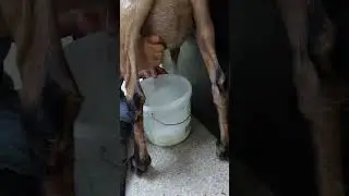 Груша, дойка, 7-ой месяц лактации