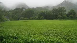 녹색이 가득한 녹차밭에 내리는 봄비와 빗소리. Rain on Green Tea Farm
