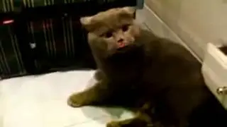 Кот Ругается Матом