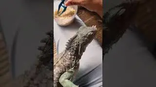 The Iguana who found her forever home
