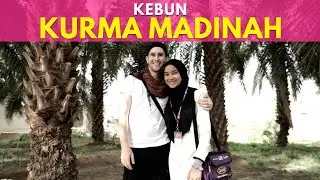Kebun kurma terbaik di Madinah