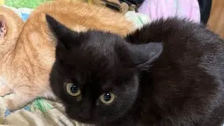 #МыМоемКота мы моем кота