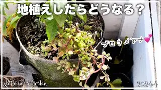 [Succulent] I tried planting Broumeana in the ground [Gardening]