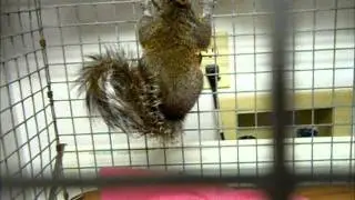 Squirrel who had to have eye removed.wmv
