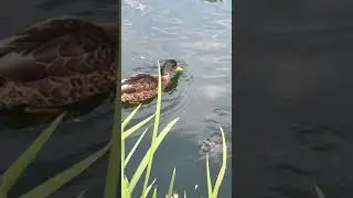 Duck scares the turtle 