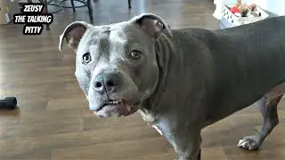 Talking Pitbull Has Full Conversations With Hid Dad! Cutest Dog On YouTube!!