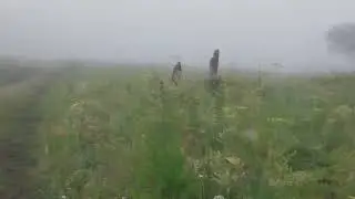 лес в тумане в кусе, кусинский район восход 
