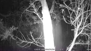 Agile Antechinus climbing tree.
