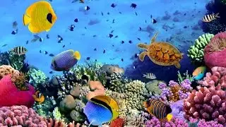 Eilat