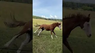 HAPPY CRAZY HORSES😜🔥#shorts #horses #funnyanimals #funnyhorse