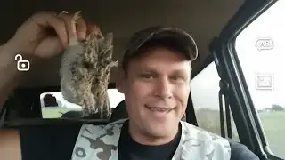 Охота на перепела (добыли, нашли фазанов, постреляли 👍)...