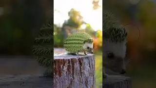 🌵+ 🦔 = ? #photoshoptutorial #photoshop #shorts #graphicdesign #tutorial #photoediting